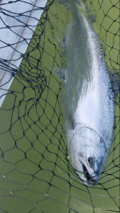 #23 Spring Chinook Salmon